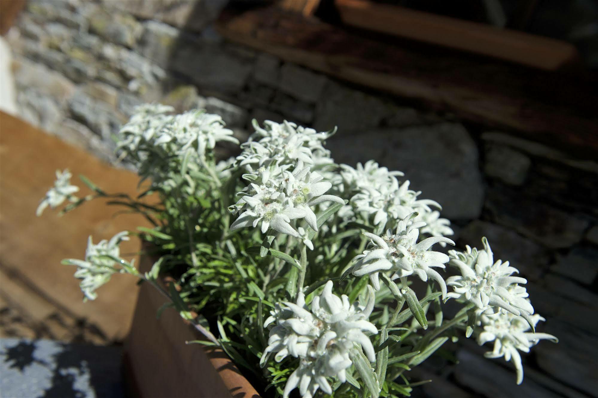 Matterhorn Hotel&appartements